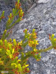 Erica parilis parilis