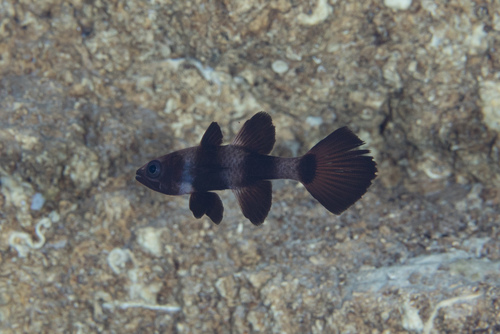 Banded cardinalfish (Pseudamia zonata) — Apogonidae