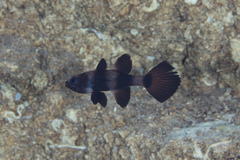 Pseudamia zonata