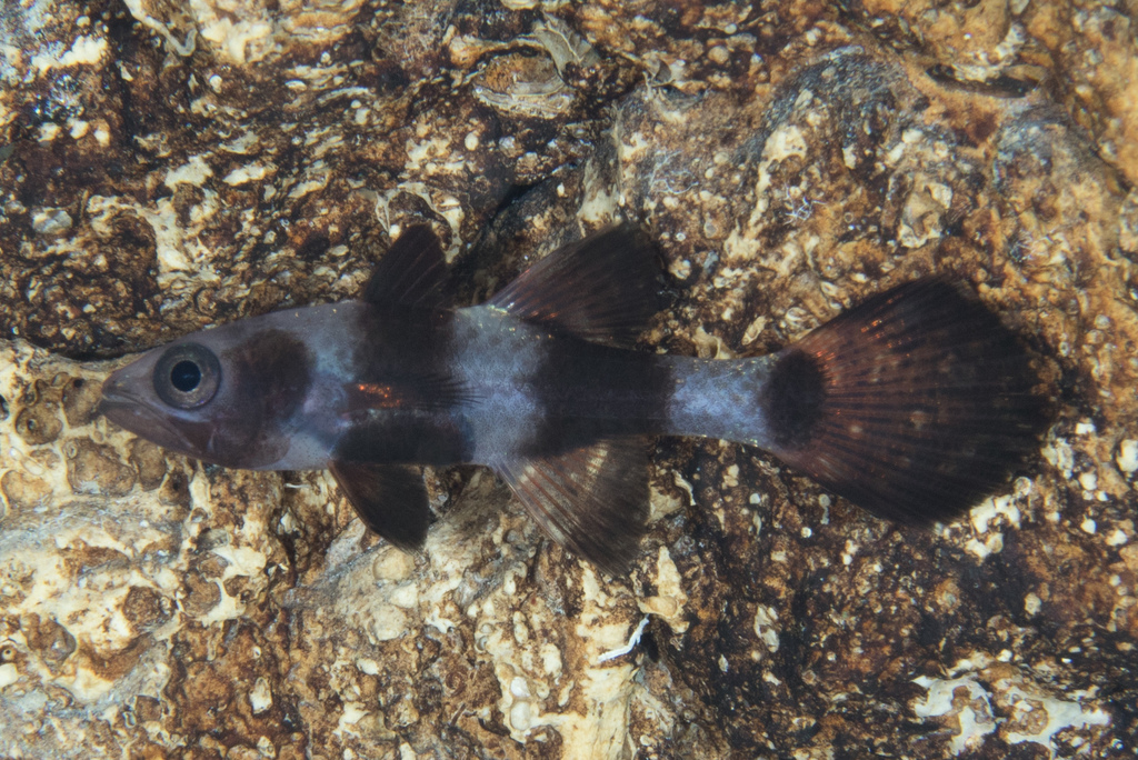 Paddlefish Cardinalfish