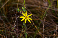 Osteospermum imbricatum