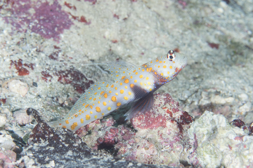 Photo of Spotted shrimpgoby (Amblyeleotris guttata)