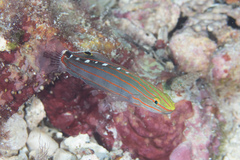 Koumansetta rainfordi