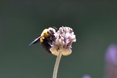 Xylocopa