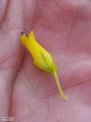 Erica parilis parilis