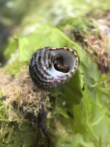 Purple Topshell