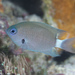 Deep Reef Chromis - Photo (c) Mark Rosenstein, some rights reserved (CC BY-NC), uploaded by Mark Rosenstein
