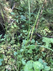 Melica nutans