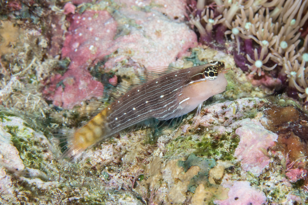 Pictus blenny (Ecsenius pictus) — Blenniidae
