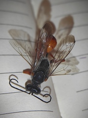 Sphex pruinosus