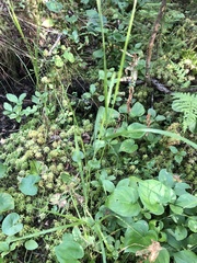 Melica nutans