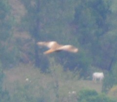 Buteo rufinus