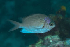 Chromis alpha