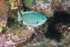 Pomacentrus nigromarginatus