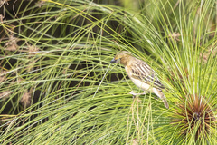 Ploceus castanops