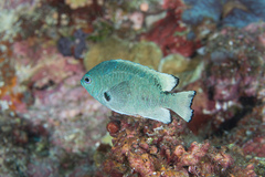 Pomacentrus nigromarginatus