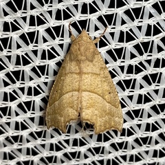 Anomis psamathodes