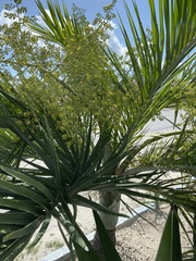 Pseudophoenix sargentii