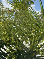 Pseudophoenix sargentii