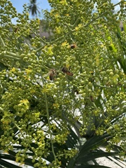 Pseudophoenix sargentii