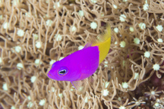 Royal Dottyback photo 1