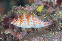 Cirrhitichthys falco