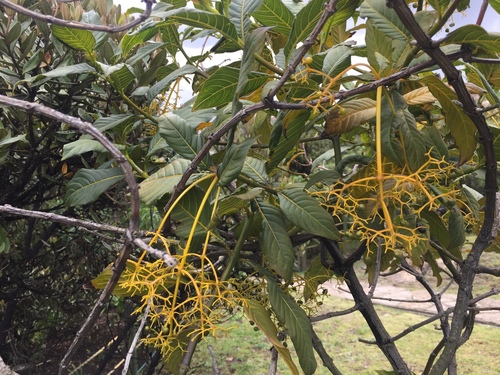 Palicourea paniculata, photograph 3