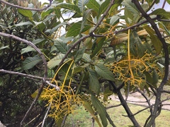 Palicourea lineariflora