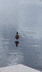 Alopochen aegyptiaca