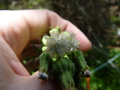 Media resource of Lactuca biennis