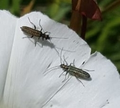 Oedemera flavipes