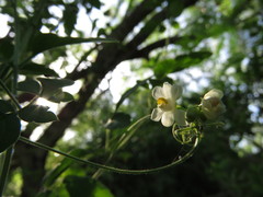 Serjania brachycarpa