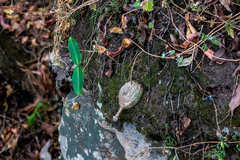 Ischnolepis natalensis