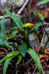 Polystachya pubescens