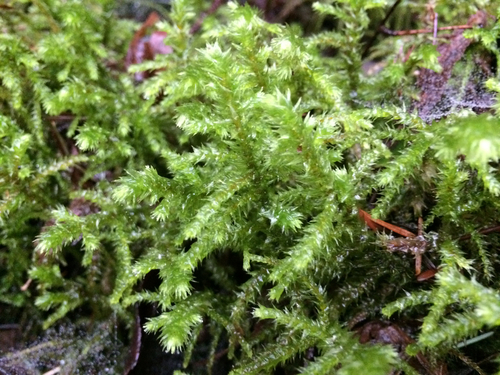 Big Shaggy-moss (Rhytidiadelphus triquetrus)
