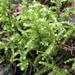 Big Shaggy-Moss - Photo (c) Wendy Feltham, some rights reserved (CC BY-NC), uploaded by Wendy Feltham