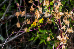 Senecio helminthioides