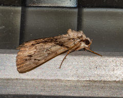 Catocala blandula