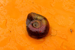 Planorbarius corneus