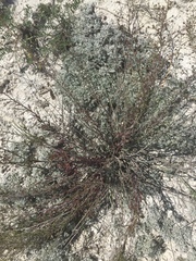 Scrophularia cretacea