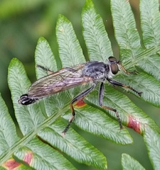 Neomochtherus geniculatus