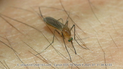 Culex pipiens
