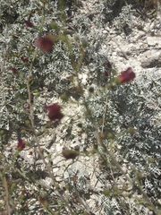 Scrophularia cretacea