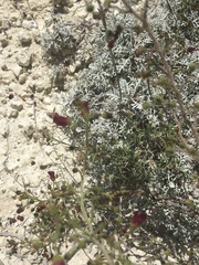 Scrophularia cretacea