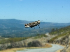 Calliptamus barbarus