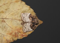 Euglyphis semifunebris