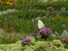 Pieris mannii