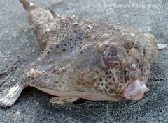 Ogcocephalus cubifrons