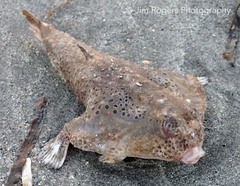 Ogcocephalus cubifrons