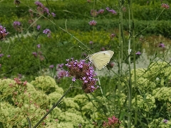Pieris mannii
